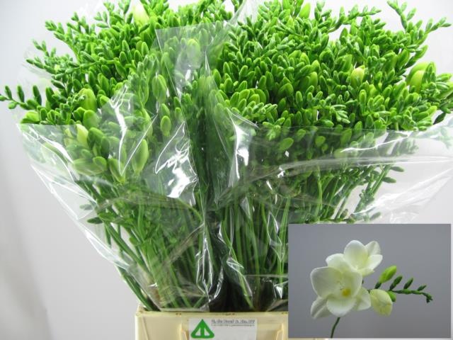 Фрезия од. Корветт 60, шт.