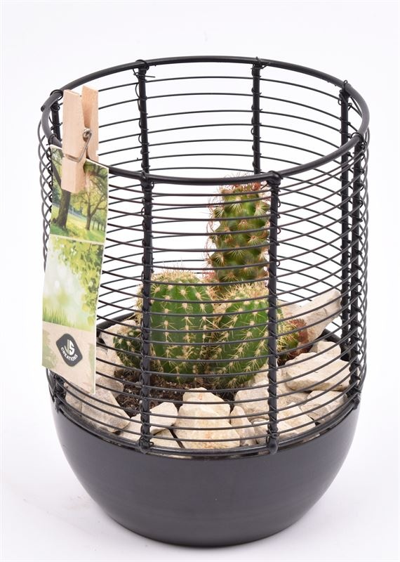 Metaal gaas planter zwart 12cm, D 12