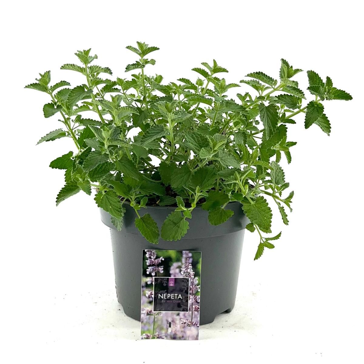 Nepeta 'Six Hills Giant', D 23 cm