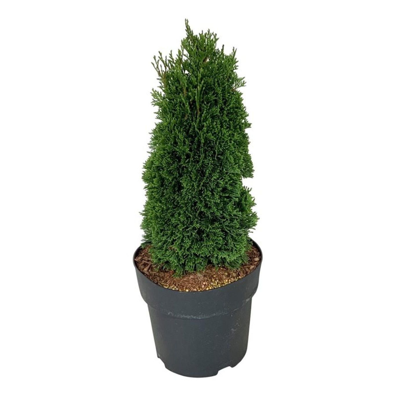 Thuja occ. 'Maks', D 21