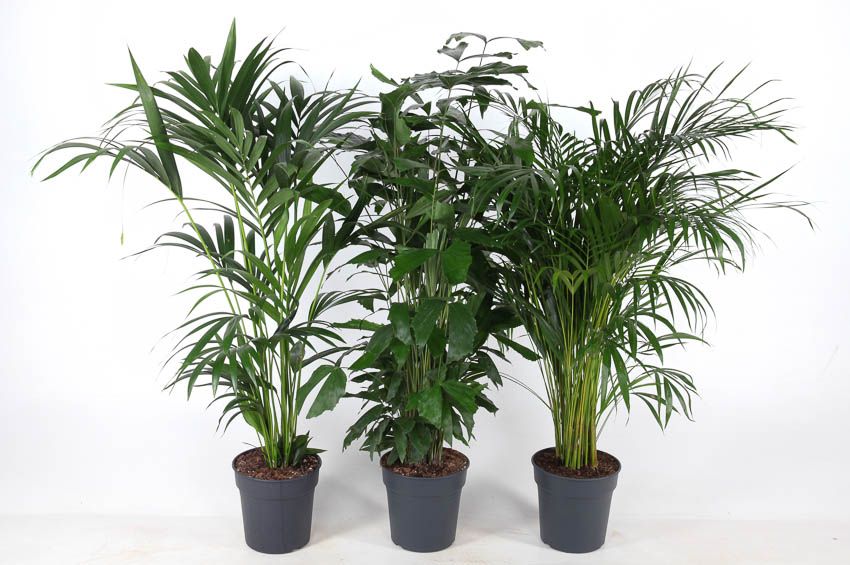 Mix Palm pot 24, D 24