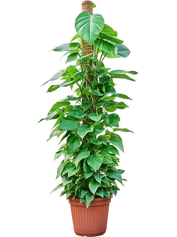 Scindapsus (Epipremnum) 'Aureum', D 35 cm Scindapsus (Epipremnum) 'Aureum', D 35 cm