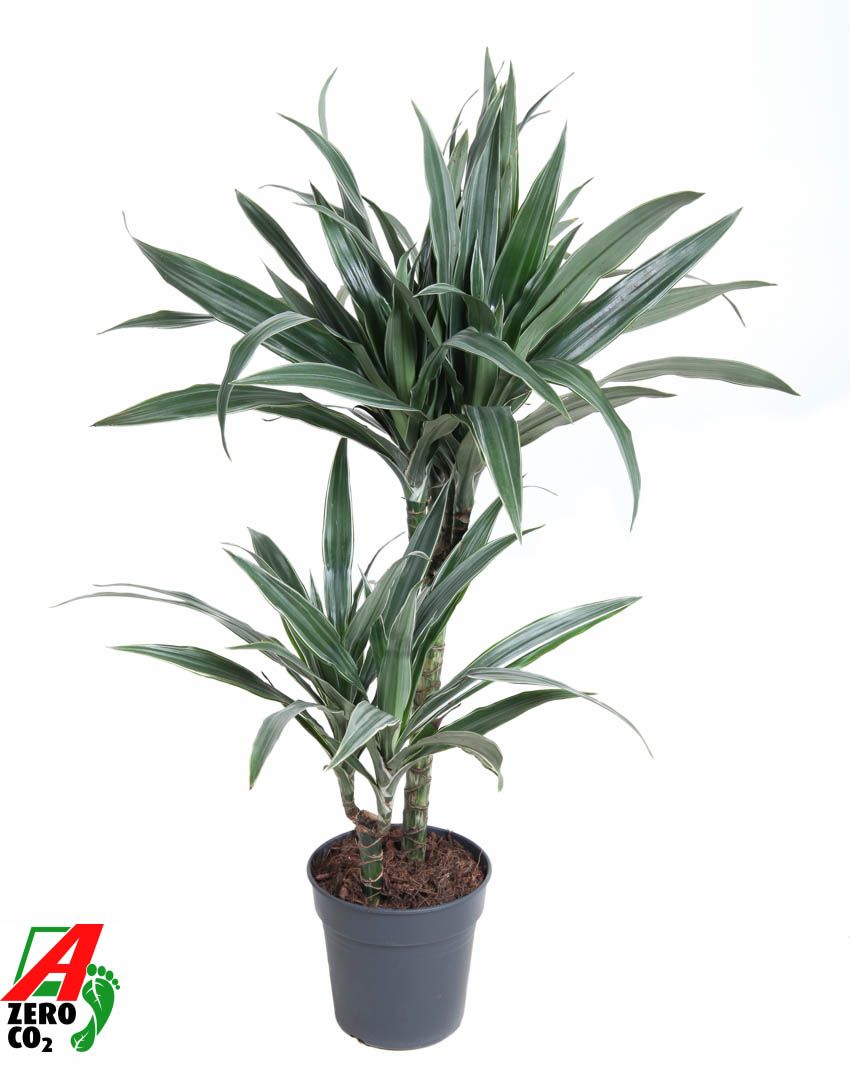 Dracaena Warneckei Jumbo 45-15, D 19