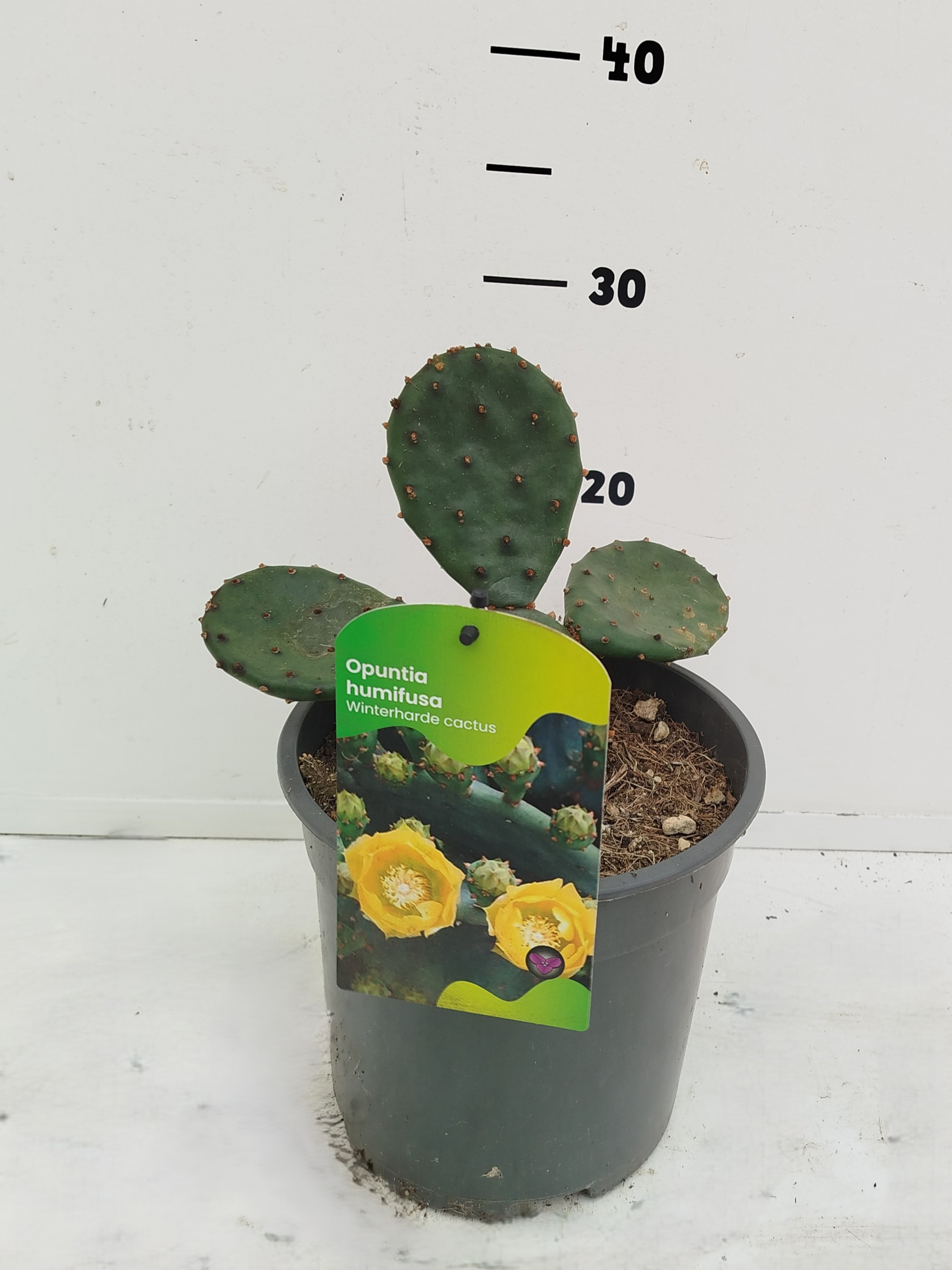 Opuntia humifusa, D 17