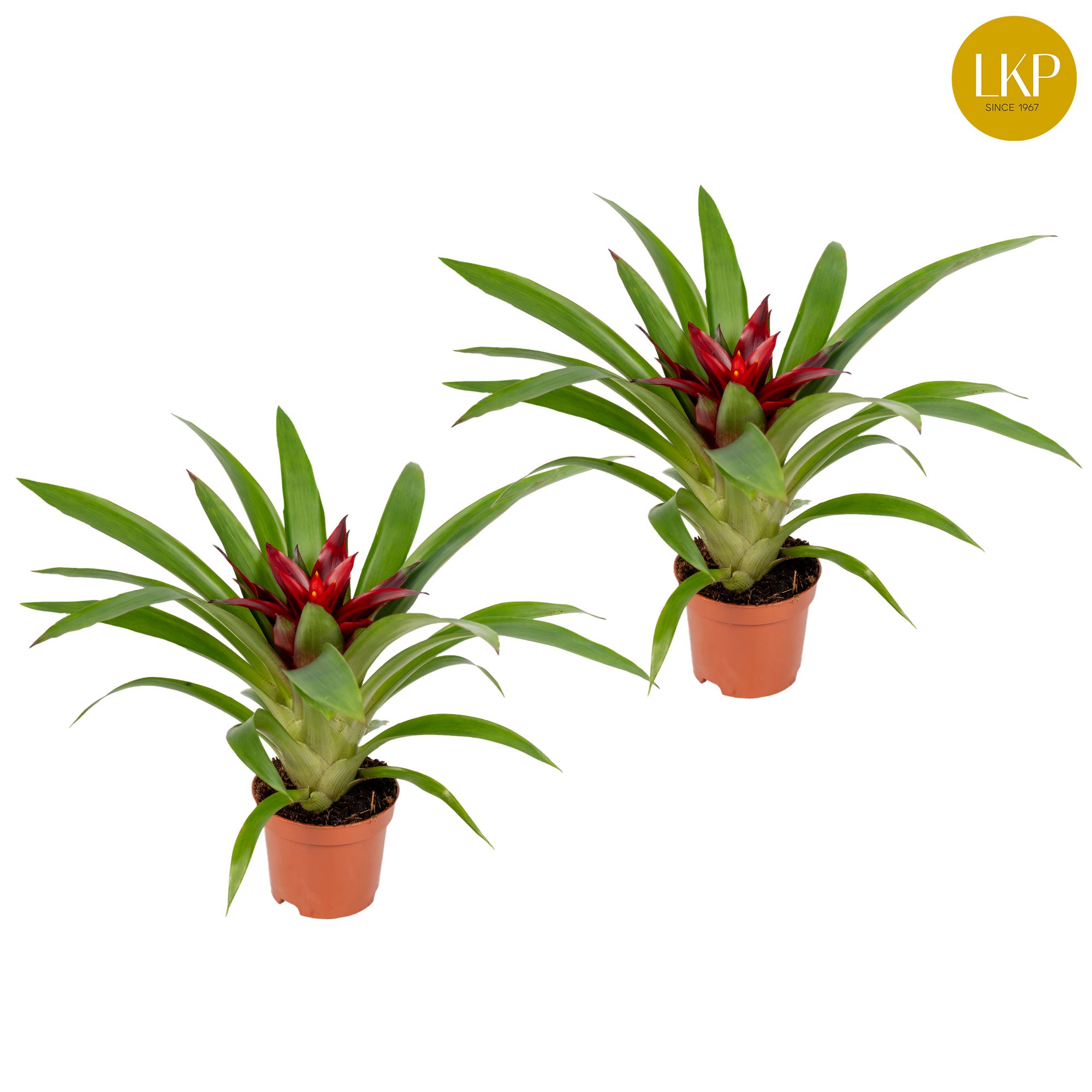 Guzmania Sky Paars (Zonder Hoes), D 9