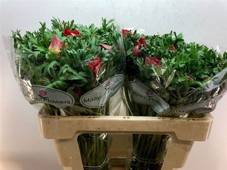 Анемон Галил Рэд 50 (красн.), шт.