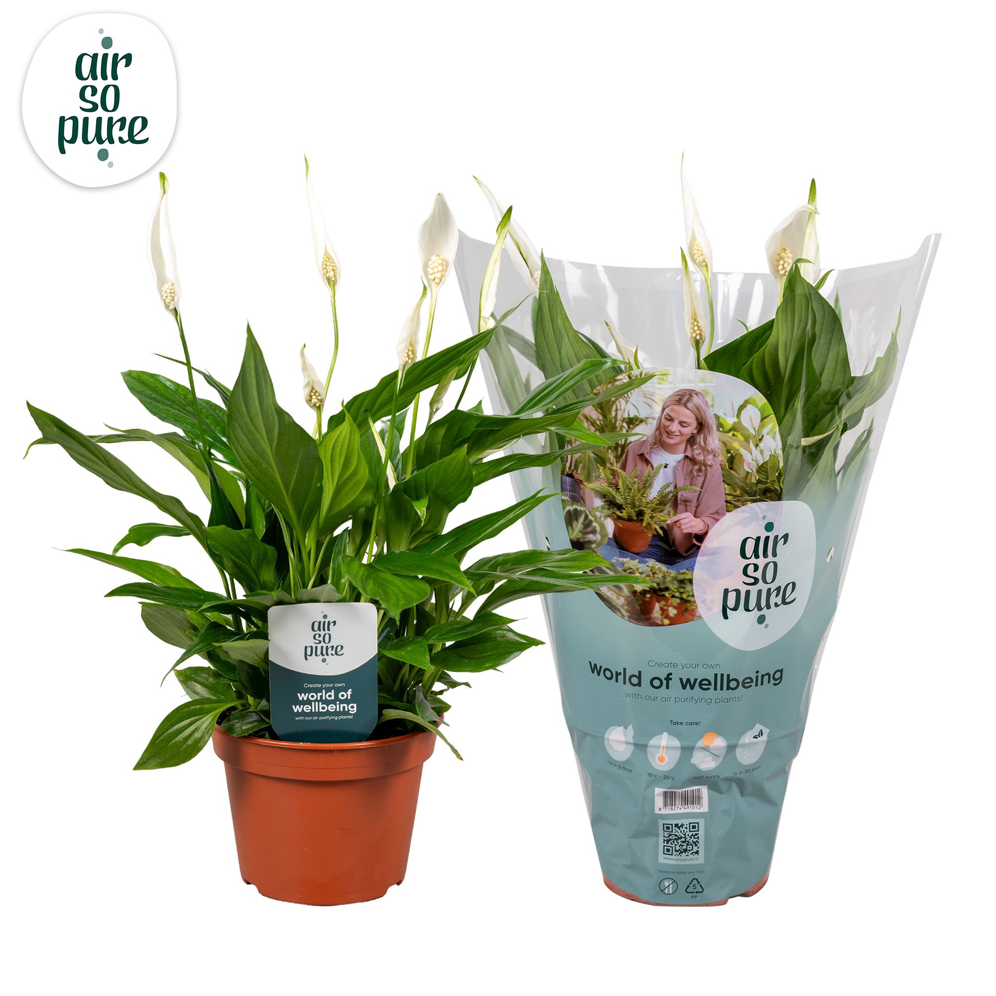 Air So Pure - Spathiphyllum Pearl Cupido 15cm, D 15 cm Air So Pure - Spathiphyllum Pearl Cupido 15cm, D 15 cm