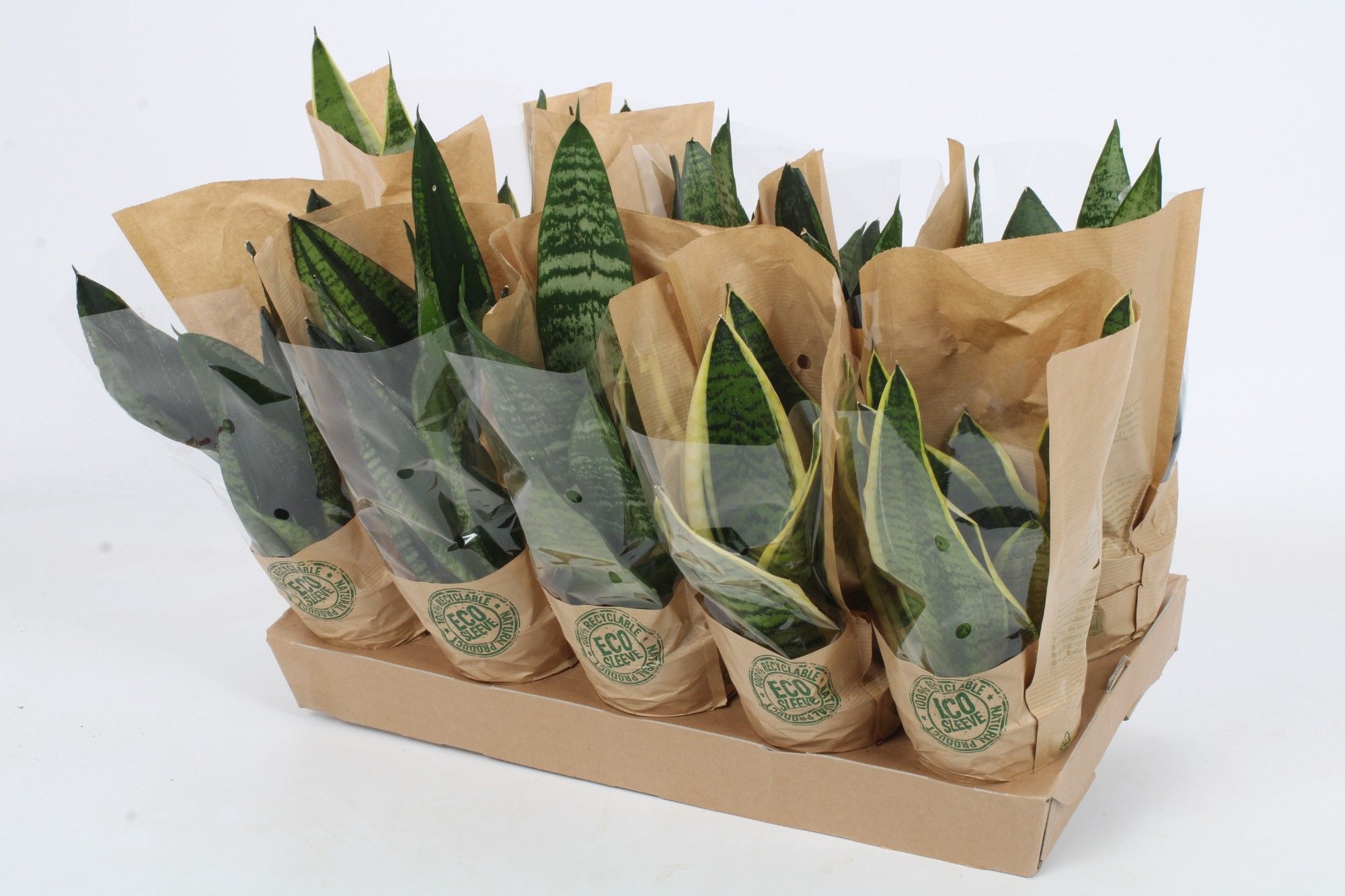 Sansevieria Mix 12cm - Eco hoes, D 12