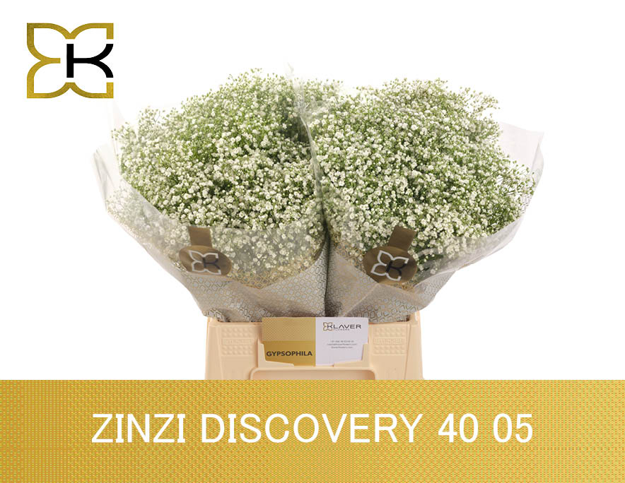 Гипсофила Дискавери 40 (бел.), шт.