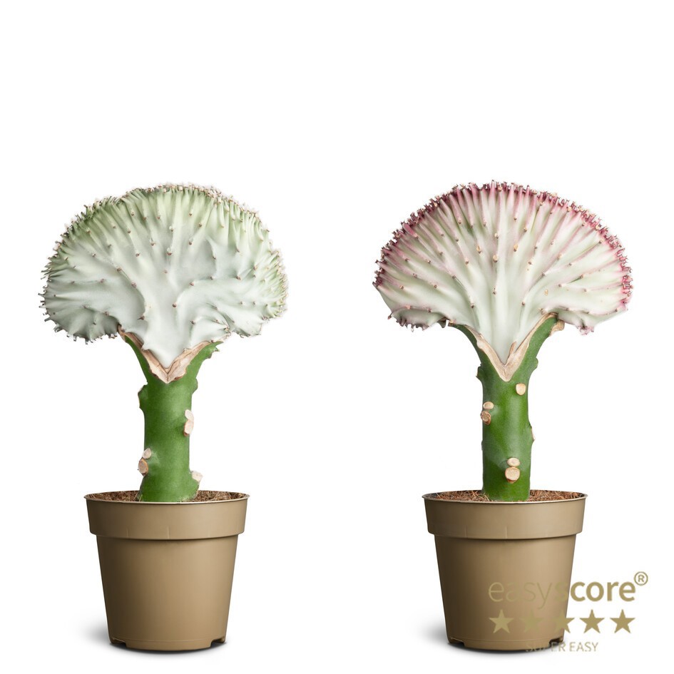 EUPHORBIA LACTEA, D 9 cm EUPHORBIA LACTEA, D 9 cm