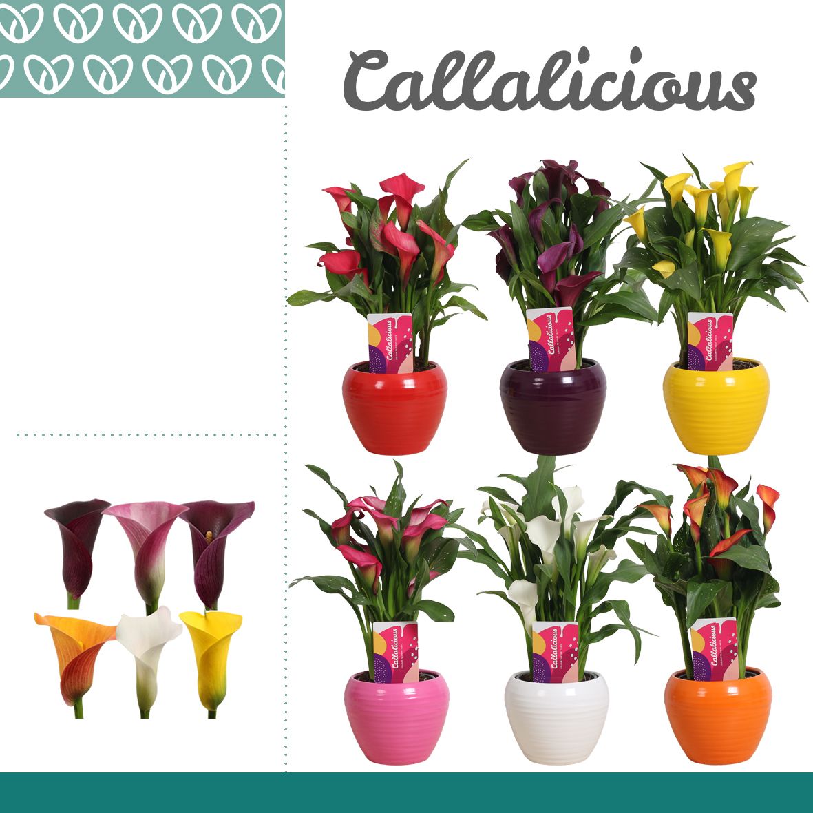 Zantedeschia (Calla) Mix in Ompot Melanie, D 12