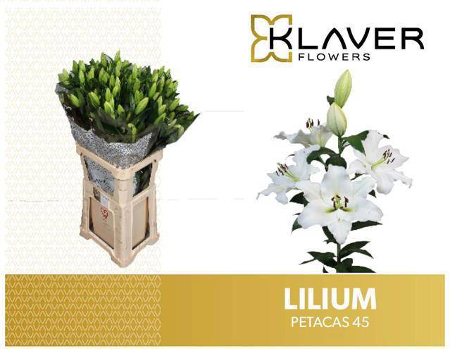 Лилия Петакас 95 (бел.), шт.