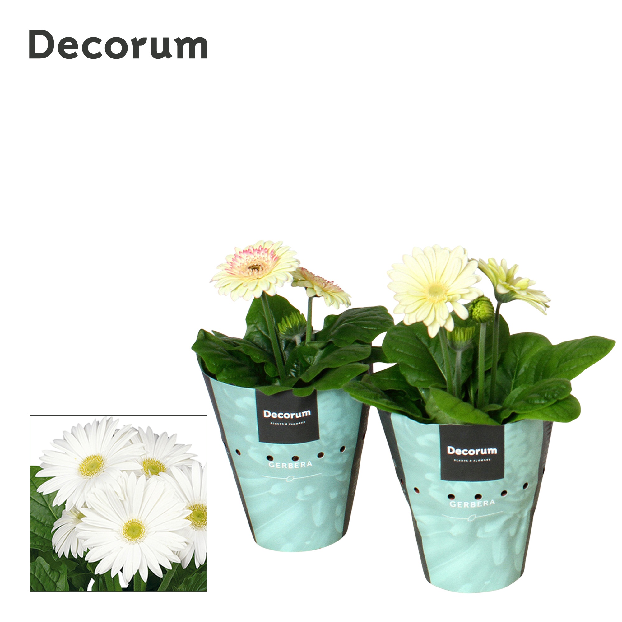 Gerbera 2+bl. 12cm wit met potcover Decorum, D 12
