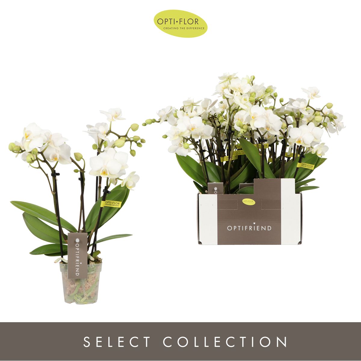 Optifriend Sandra 4 spike, D 7 cm