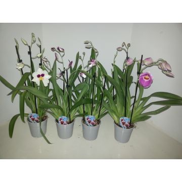 Miltonia mix 2 tak, D 12
