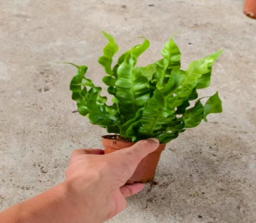 Асплениум криспи вейв 9 18