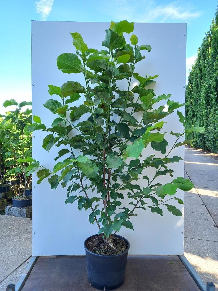 Magnolia 'Galaxy', D 40