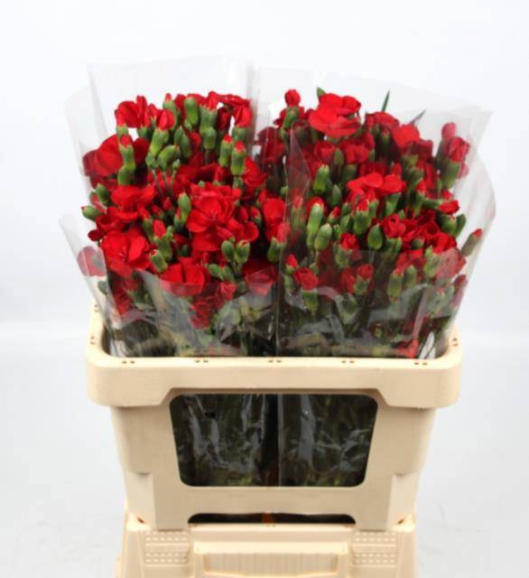 Диантус куст. Соломио Кай, шт.