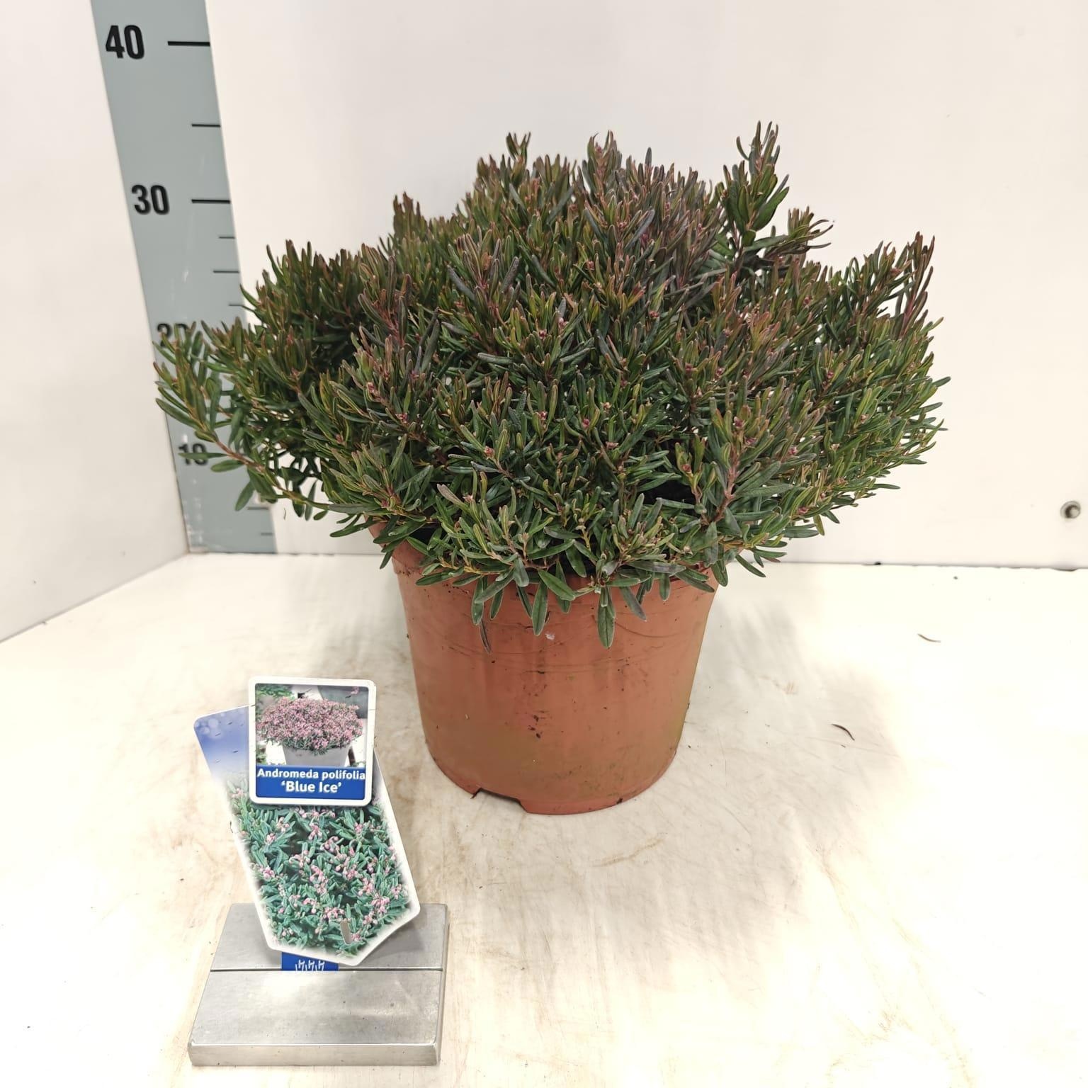 Andromeda polifolia 'Blue Ice', D 23