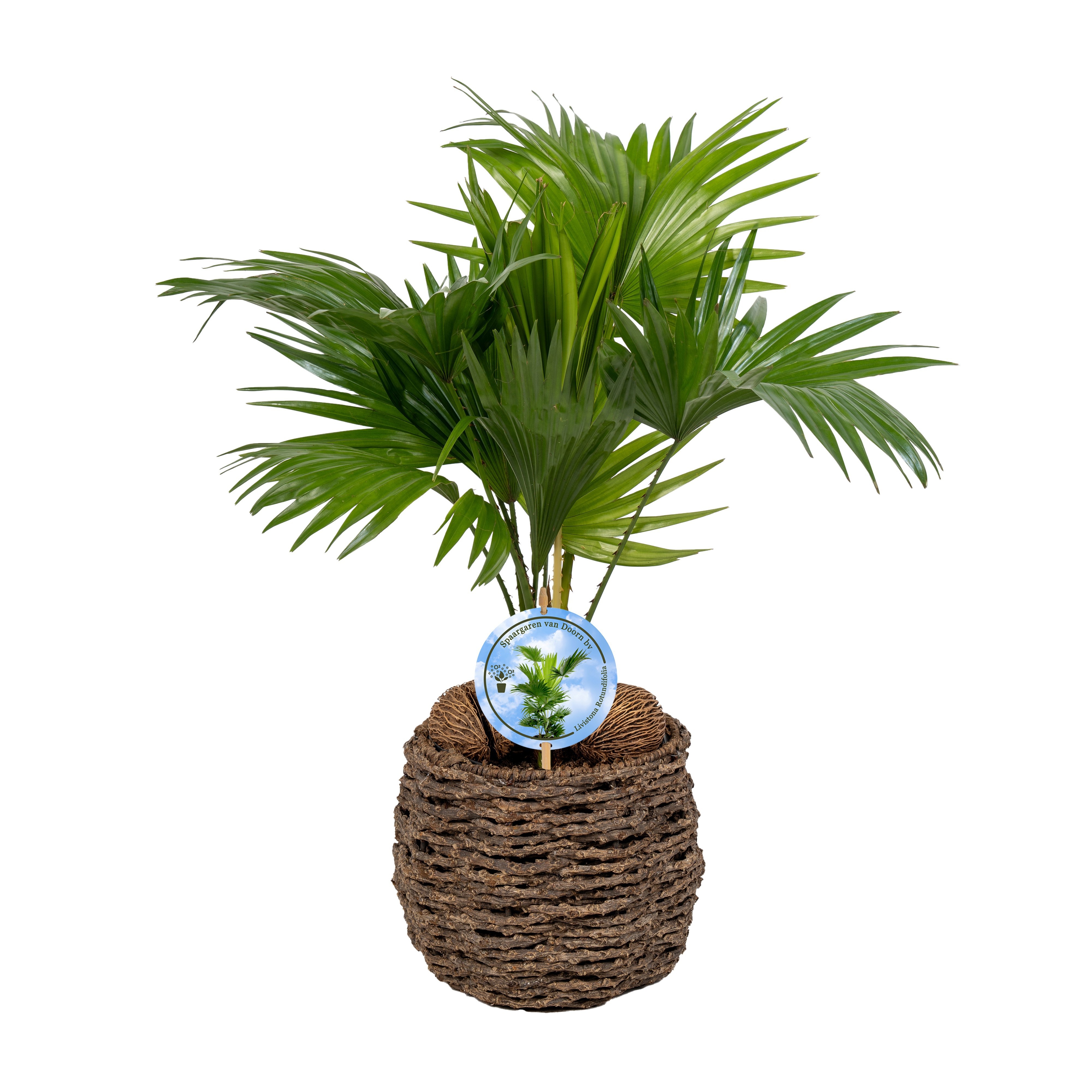 Livistona in gevlochten caryota pot ASPD etiket Lucht Zuiverend, D 19