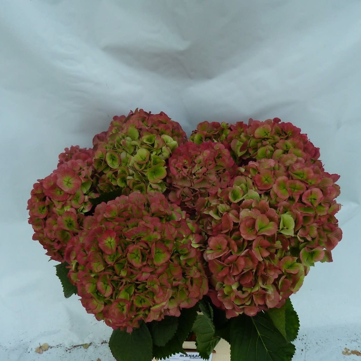 Гортензия Верена Классик 65 (зелено-красн.), шт.