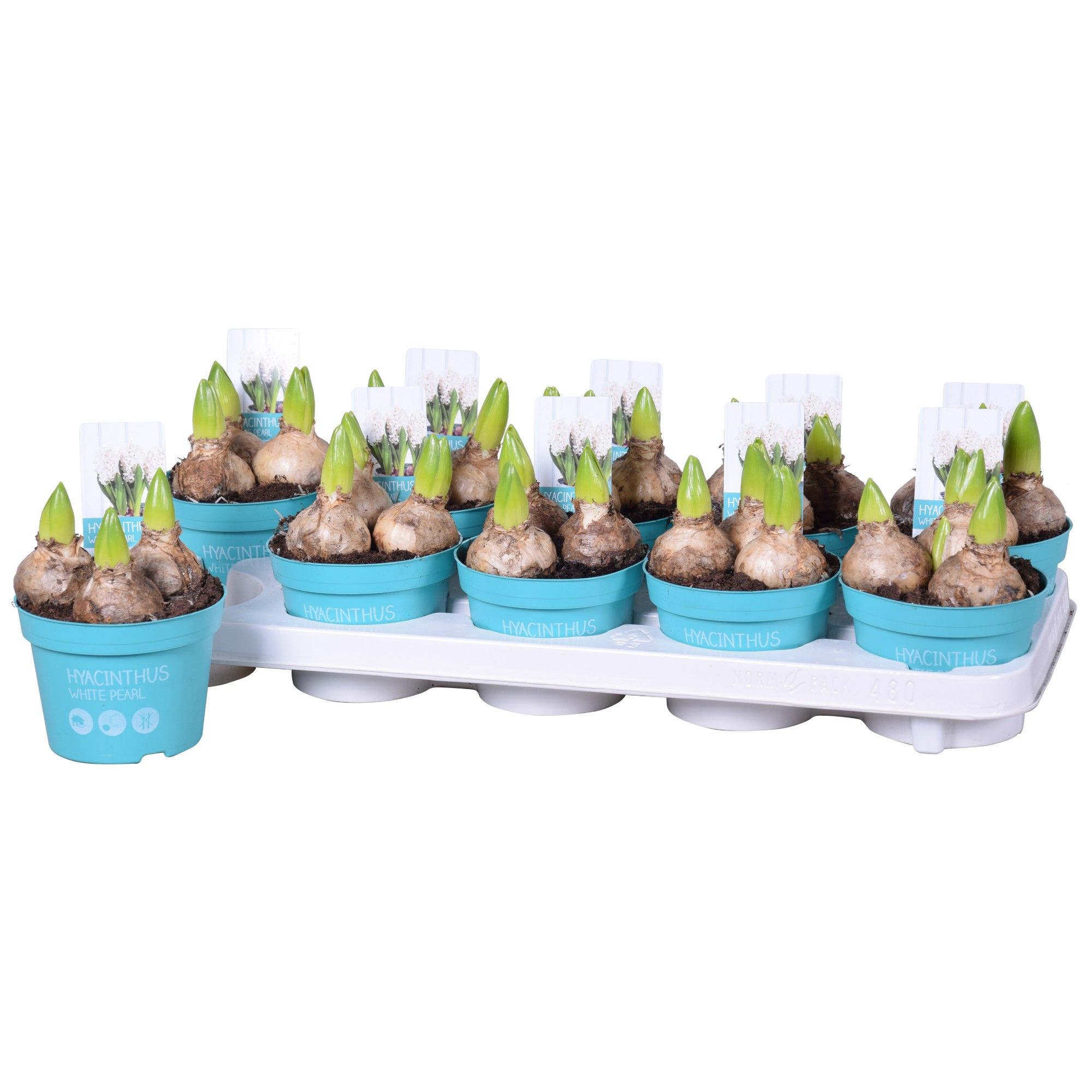 Hyacinthus White Pearl 'Diamond Collection' 12cm, D 12