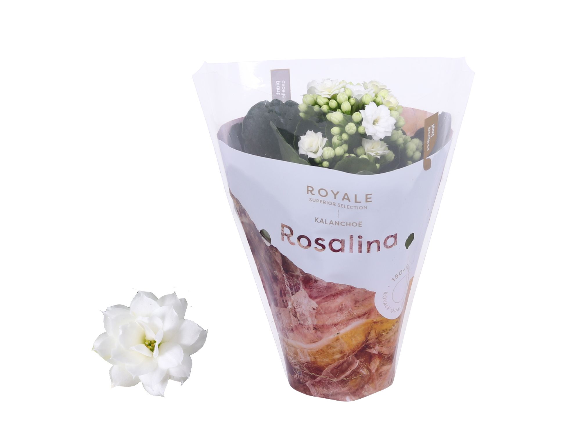 Kalanchoe Rosalina 07cm Royale Dione wit, D 7