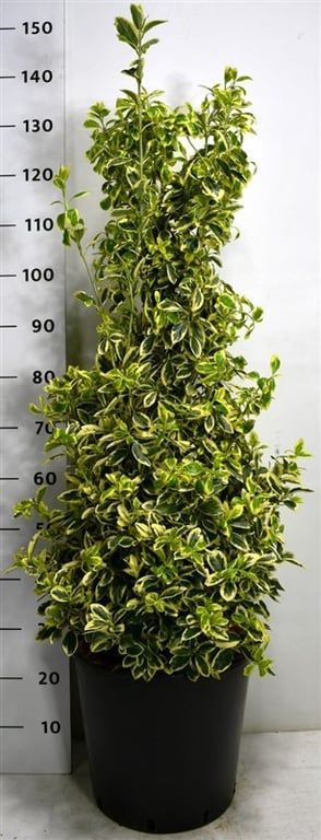 Euonymus jap. 'Bravo', D 38