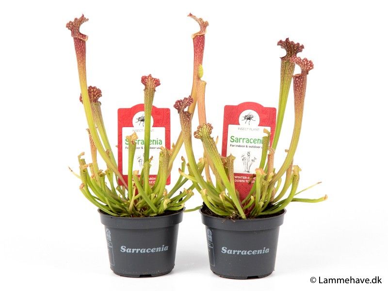 SARRACENIA PURPUREA 'FARNHAMI', D 9 cm