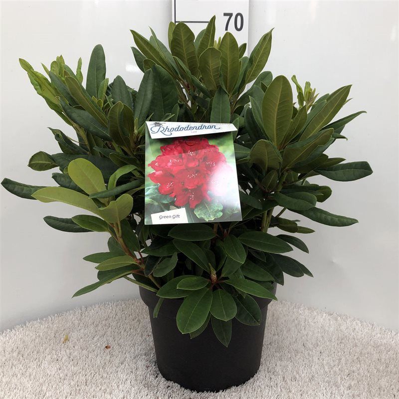Rhodo. 'Leo' red, D 29
