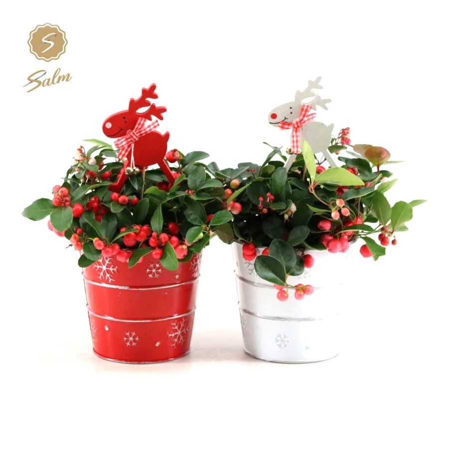 Gaultheria pr. 'Big Berry'® P10 in Zinc X-mas Duo + Reindeer, D 12 cm