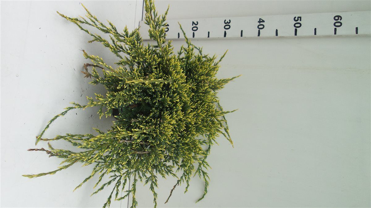 Juniperus squamata 'Holger', D 19