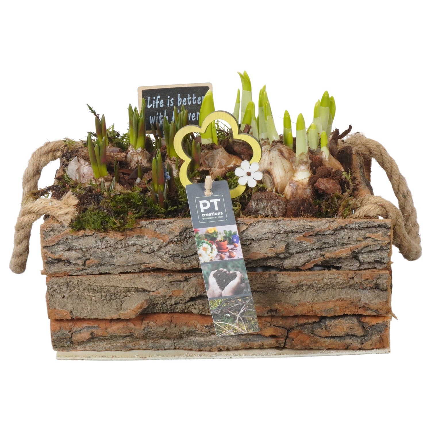 PTBM3912 Arrangement Flower Bulbs Mix in houten rechthoek pot, D 25