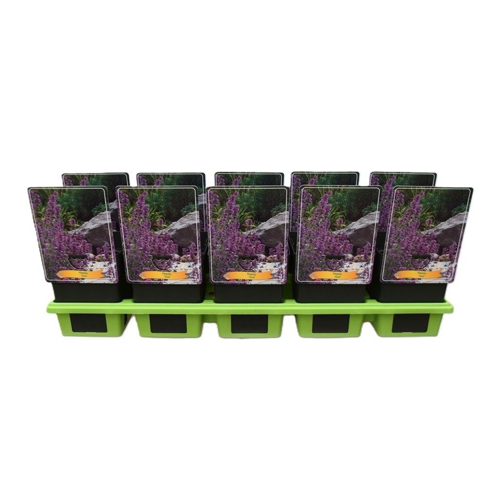 Nepeta 'Grol' P11, D 11 cm