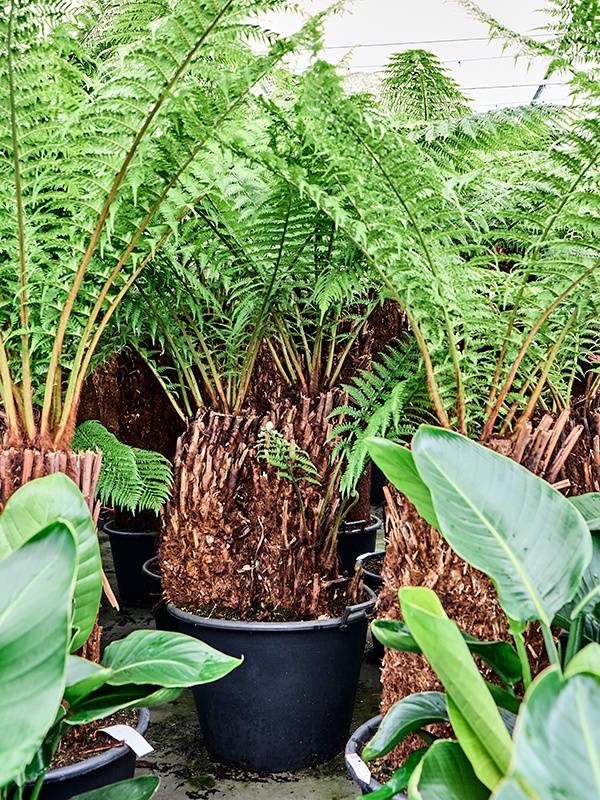 Dicksonia antarctica, D 60