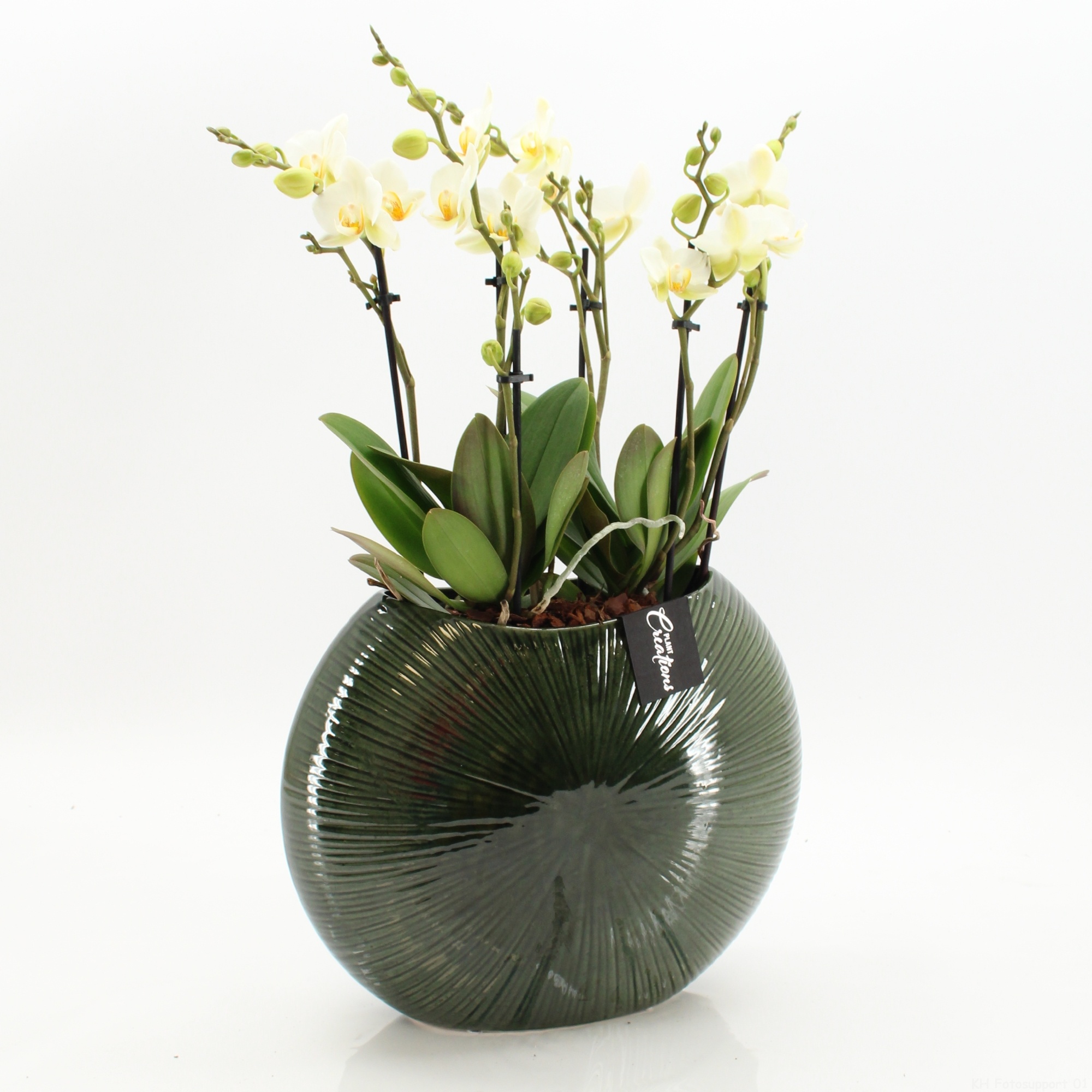 LICR-2603W Limited Edition Phalaenopsis, D 31