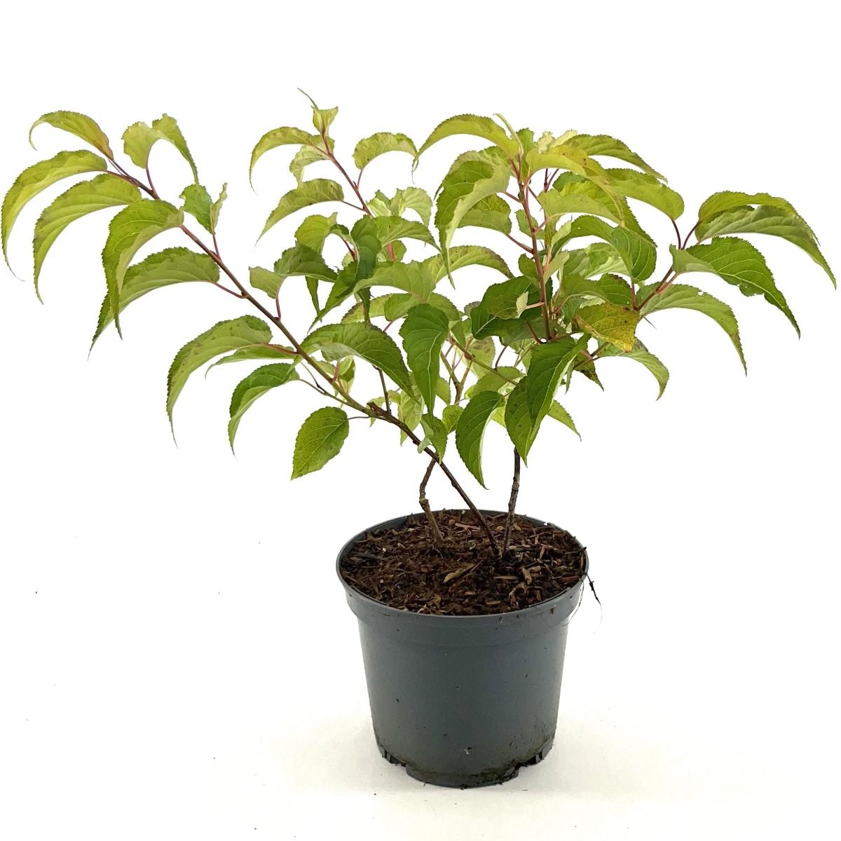 Stachyurus praecox, D 19 cm