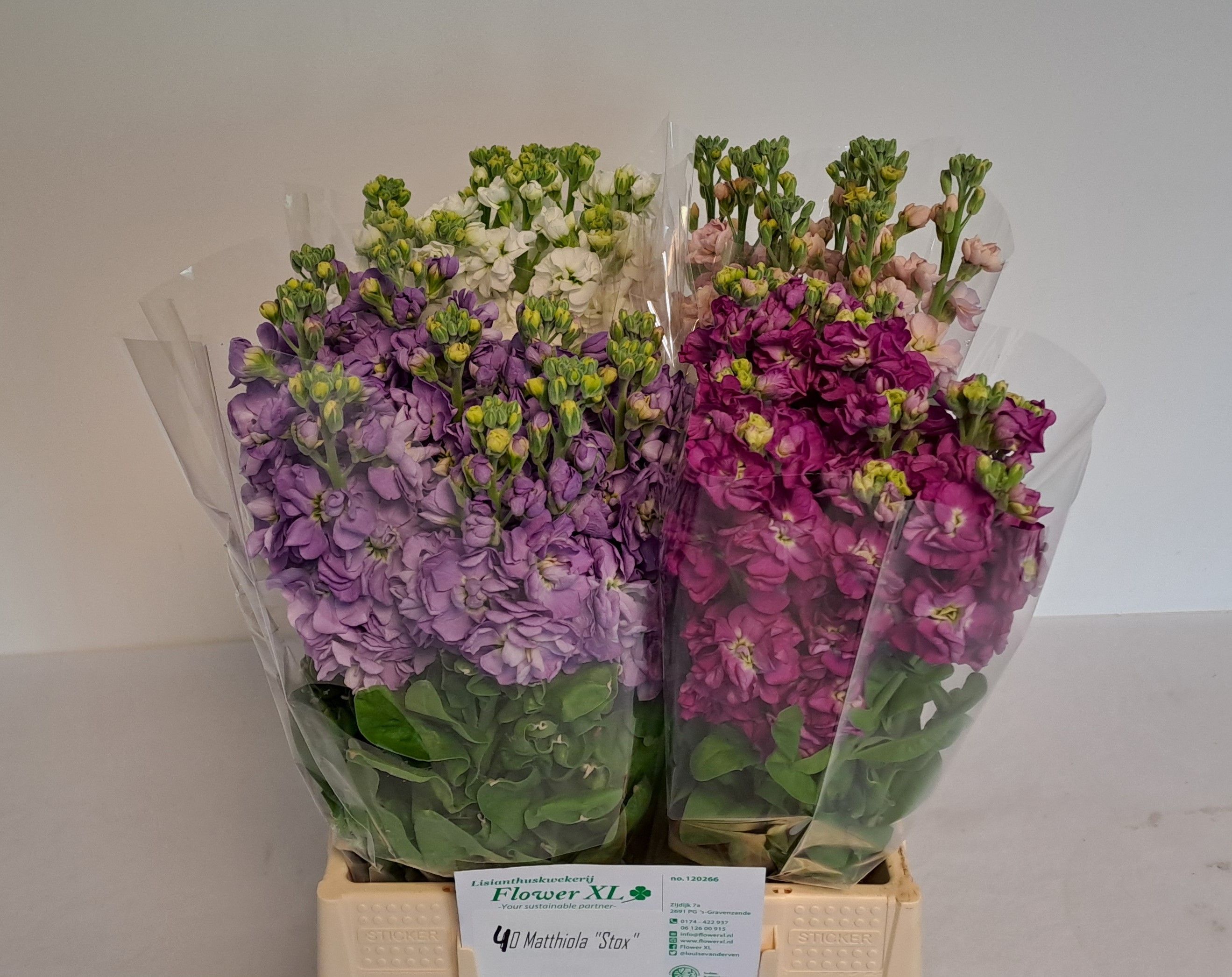 Маттиола од. Стокс Микс 45, шт.