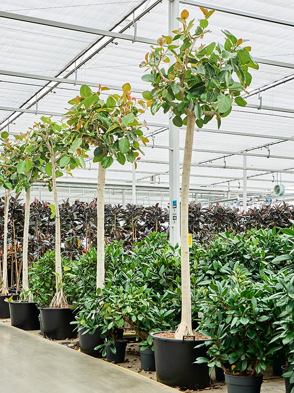 Ficus benghalensis (400-450), D 70