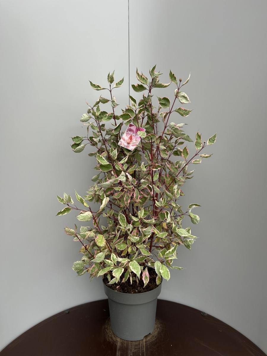 Cornus alba Miracle, D 32 cm