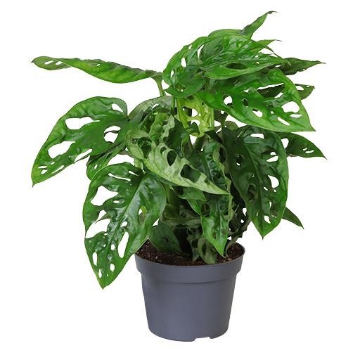 MONSTERA OBLIQUA, D 11 cm