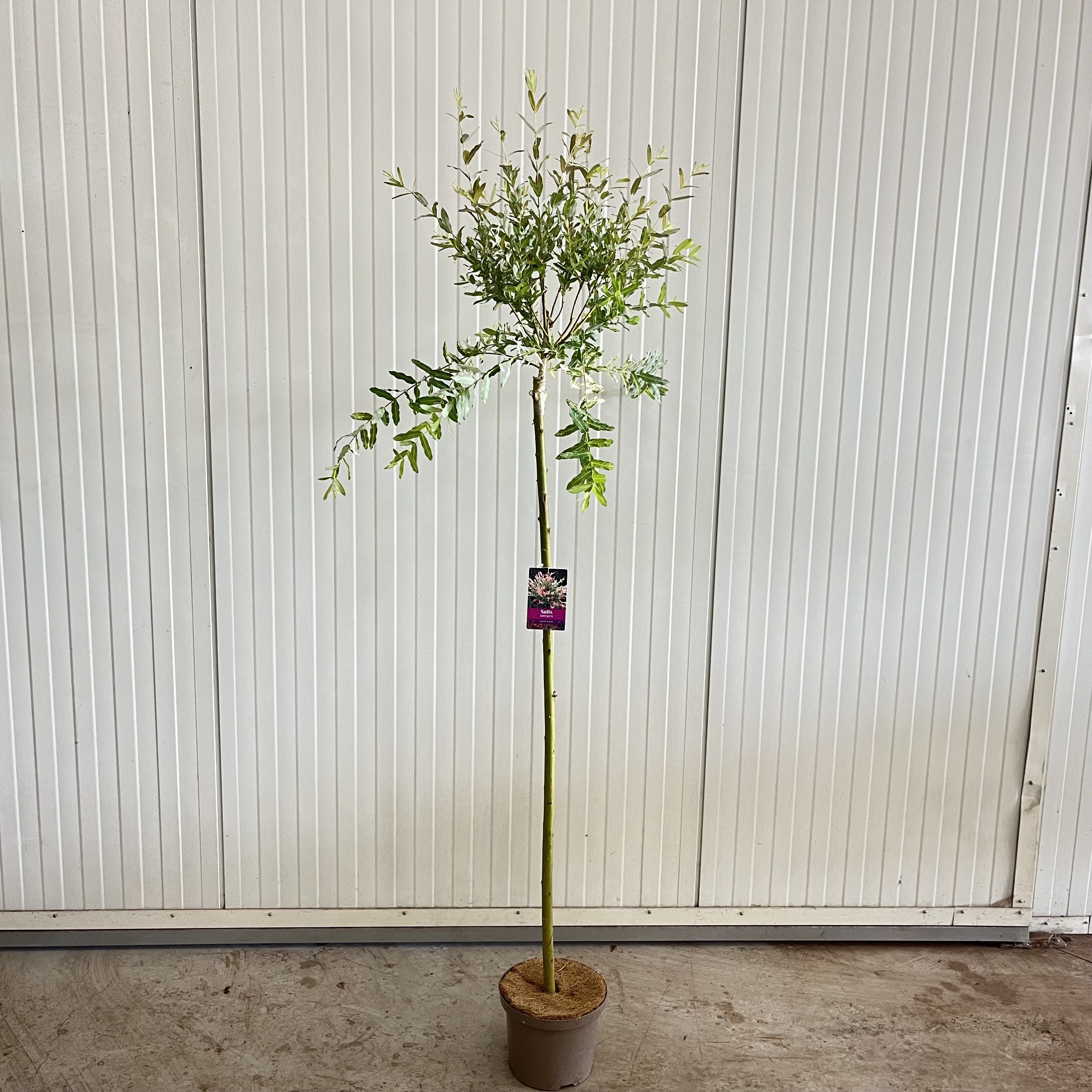 Salix integra 'Hakuro Nishiki' -- stam 120 cm, D 23