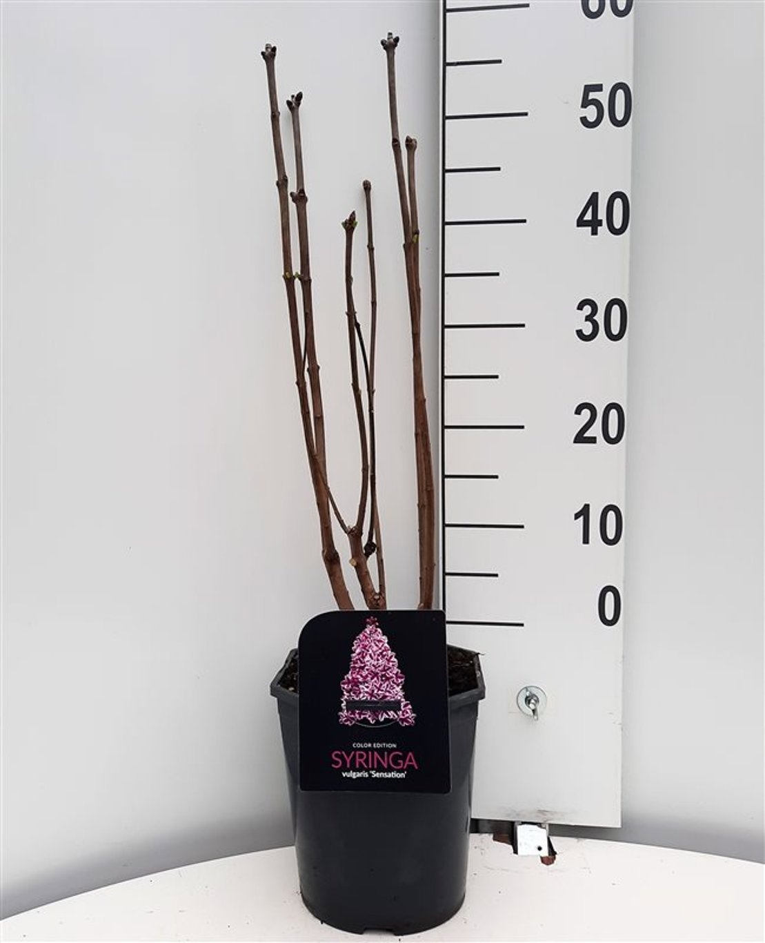 Syringa vulgaris Sensation, D 21