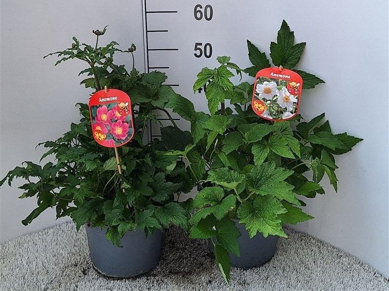 Anemone hupehensis japonica, rosa, D 23