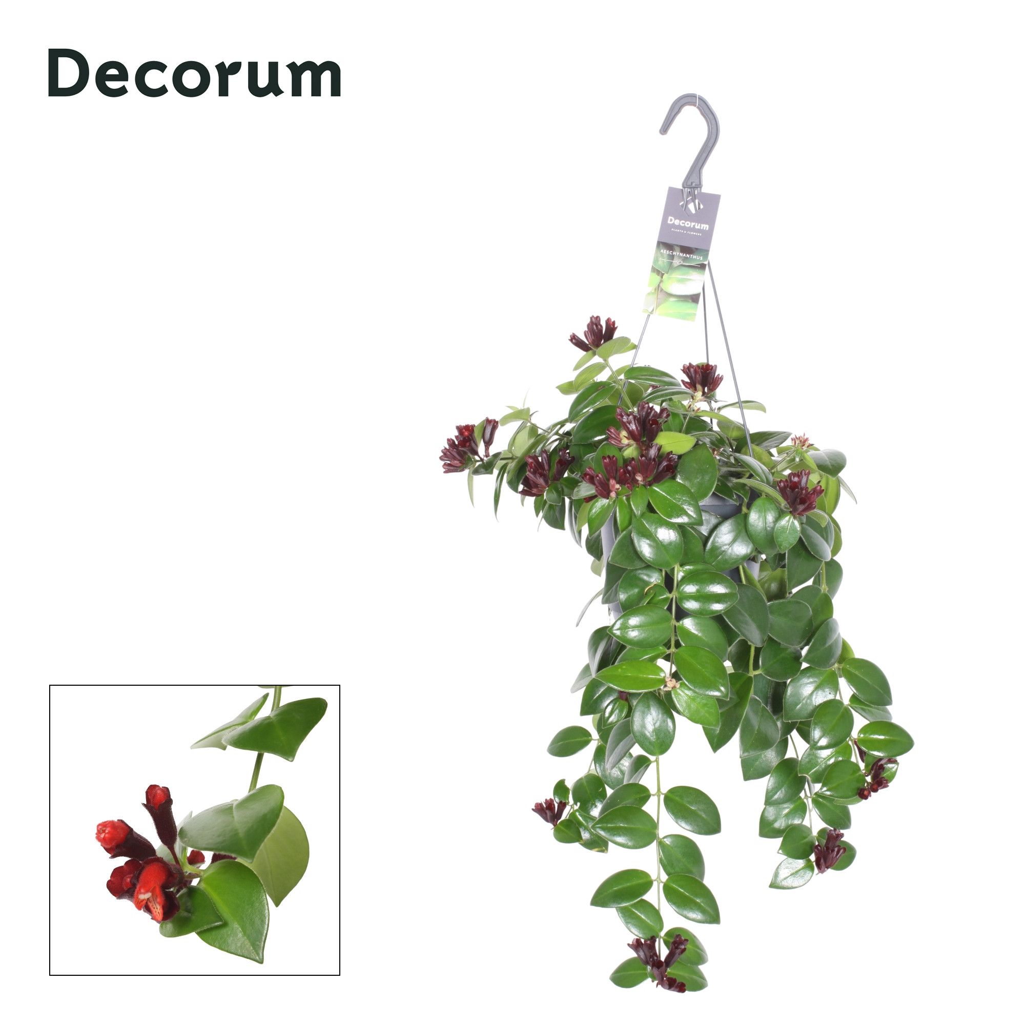 Aeschynanthus Mona Lisa - Bloeiend/Flower, D 17