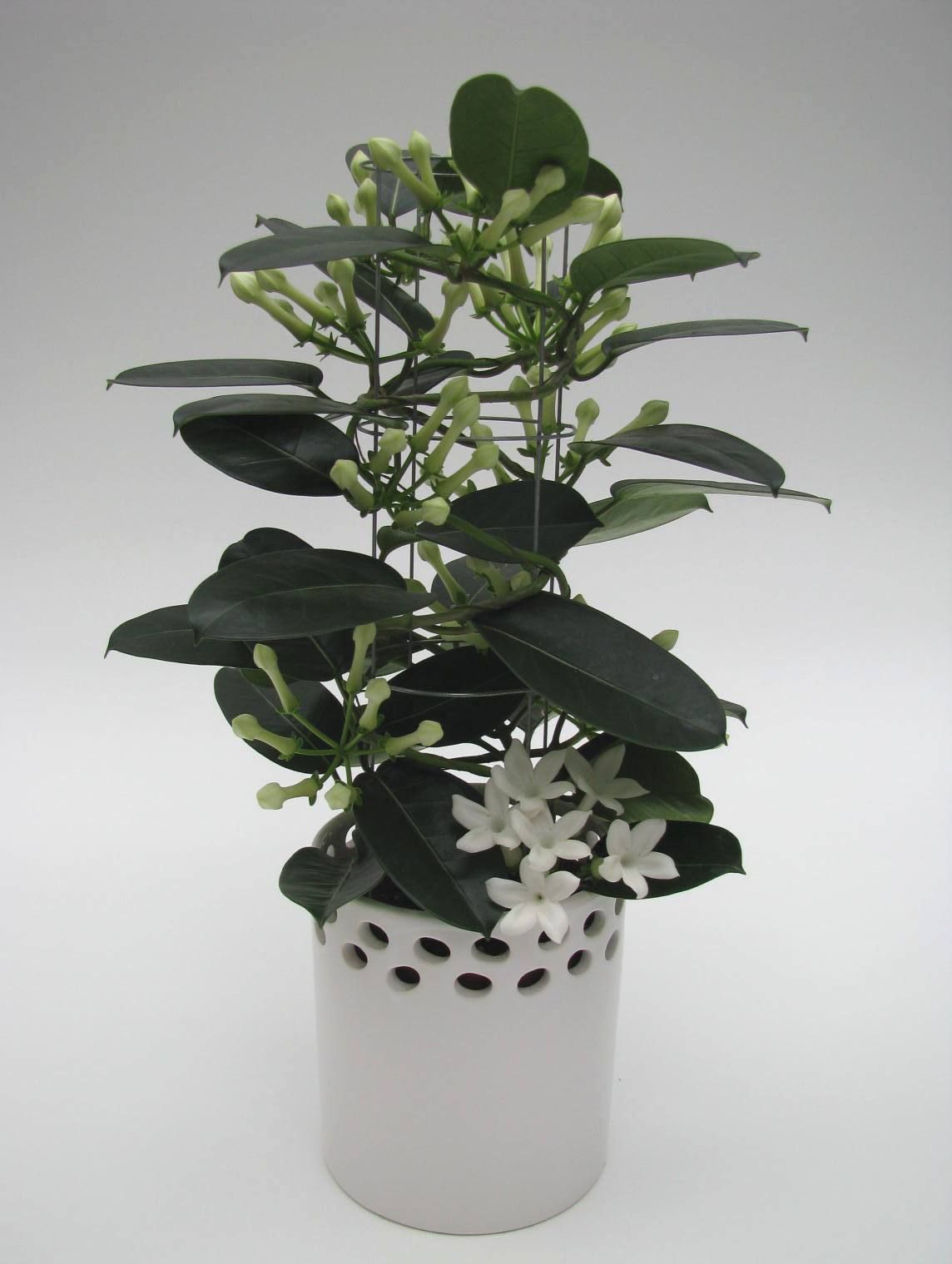 Stephanotis Luxe Tower 6-9 ker. Ronda, D 12