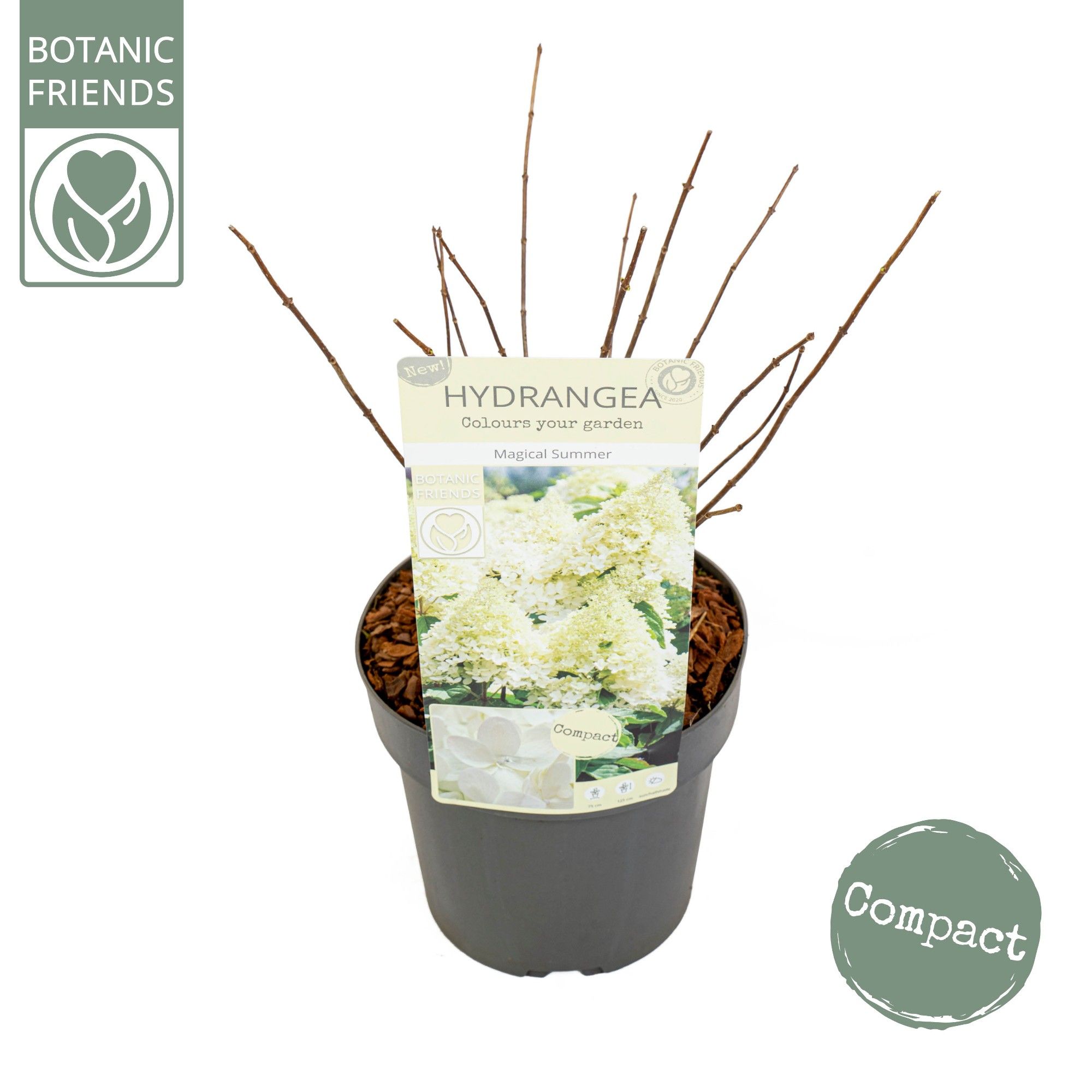 Hydrangea pan. 'Magical Summer', D 19