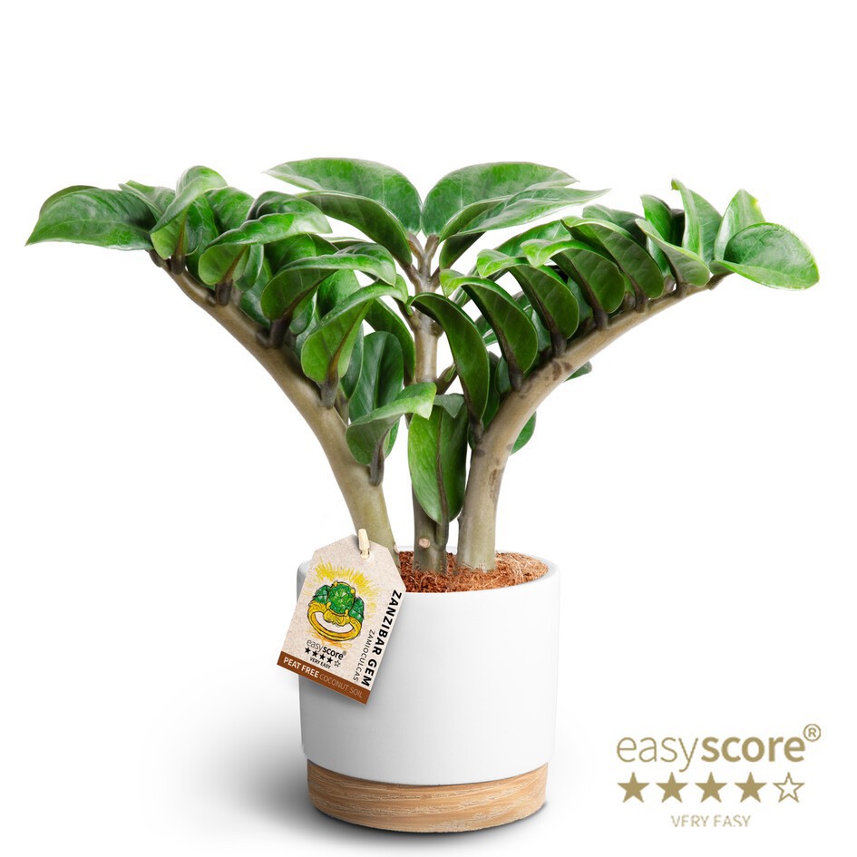 Woodbase White, Zamioculcas ´Zenzi´, D 12 cm Woodbase White, Zamioculcas ´Zenzi´, D 12 cm