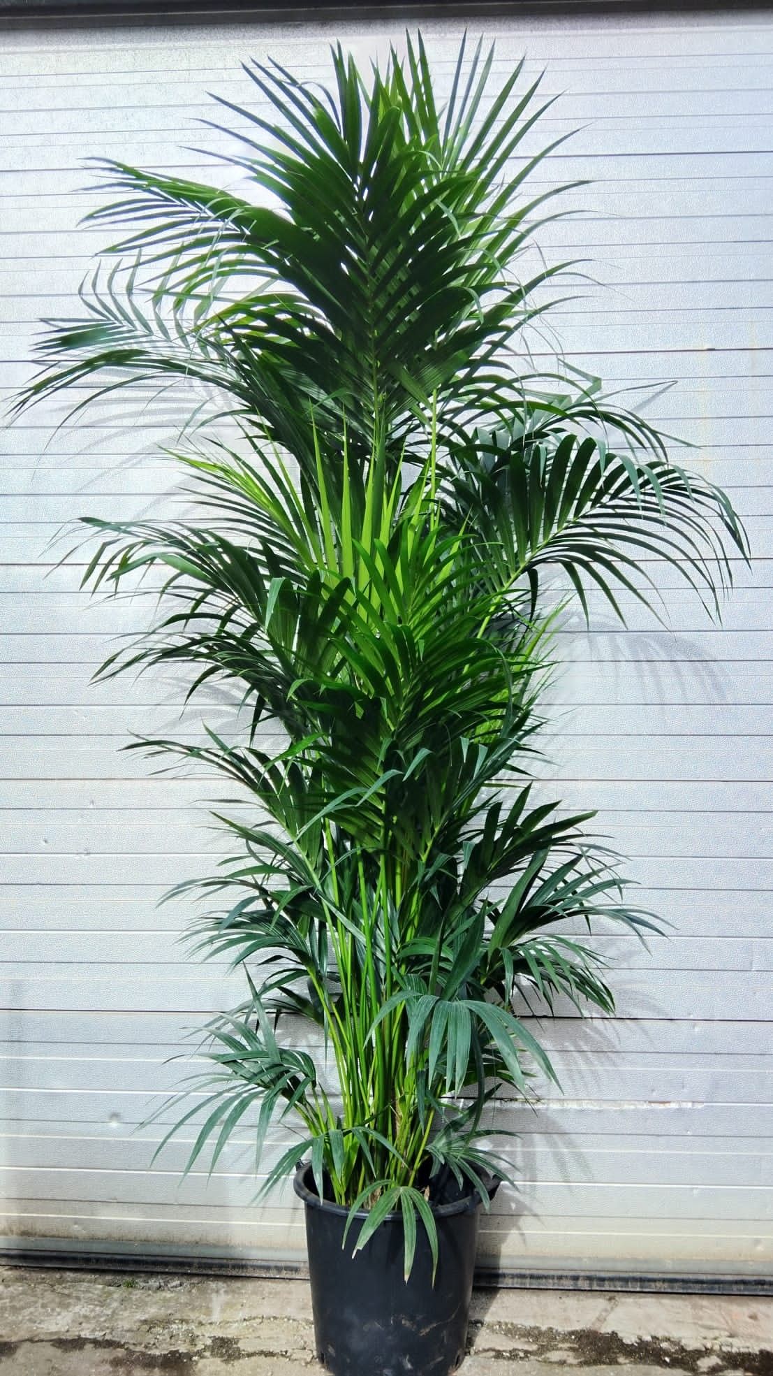 Howea forsteriana, D 50 cm