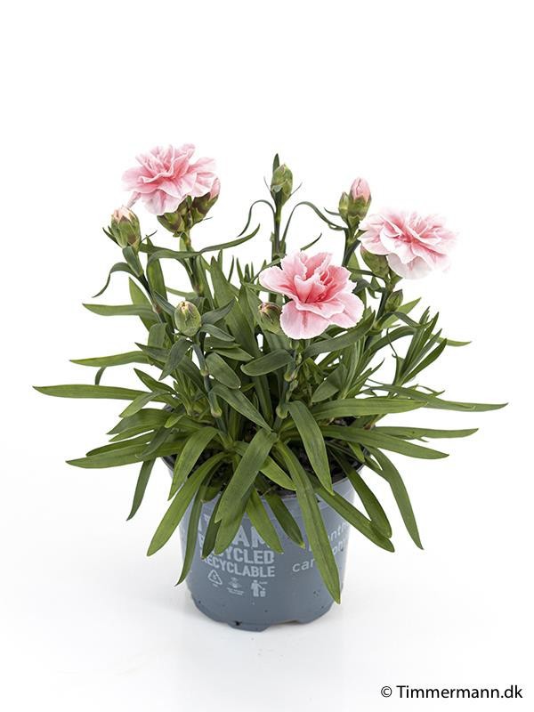 DIANTHUS CARYOPHYLLUS 'OSCAR PINK', D 11